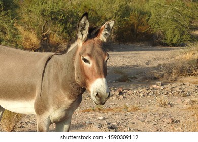 Wild burro enjoying a sunny day, in the wilderness that surrounds Lake Mojave, outside of Bullhead City, Arizona.