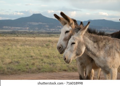 Wild Burro Friends