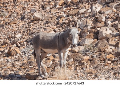Wild burro on a rocky desert hillside
