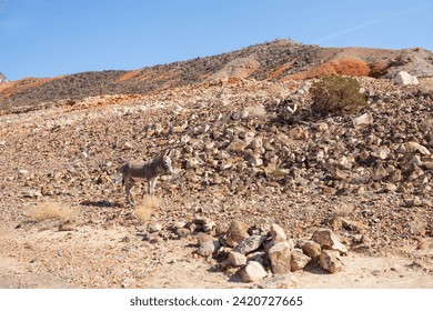 Wild burro on a rocky desert hillside
