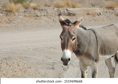 Wild burro roaming the outskirts of Laughlin, Clark County, Nevada and Bullhead City, Mojave County Arizona. 