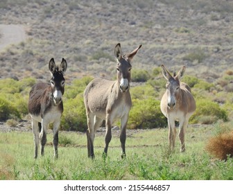 Wild burros living in the desert, on the outskirts of Beatty, Nye County, Nevada.