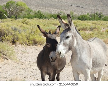 Wild burros living in the desert, on the outskirts of Beatty, Nye County, Nevada.
