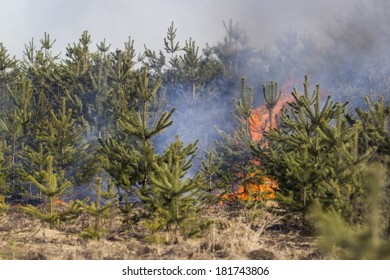 Wild Bush Vegetation In Fire