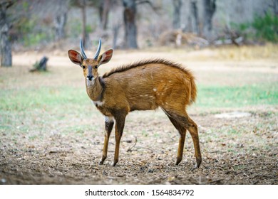 wild bushbuck in kruger national park in mpumalanga in south africa