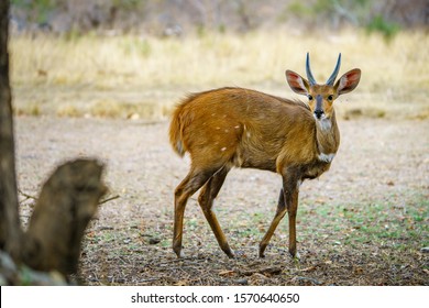 wild bushbuck in kruger national park in mpumalanga in south africa