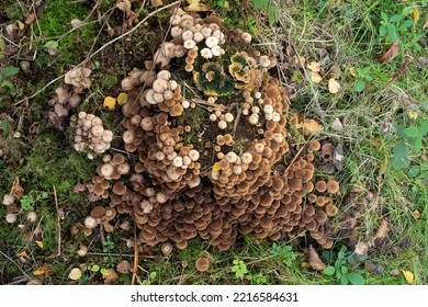 Wild Buttery Collybia Mushrooms. Growing On A Old Tree Stump. In The Uk