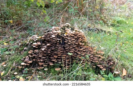 Wild Buttery Collybia Mushrooms. Growing On A Old Tree Stump. In The Uk