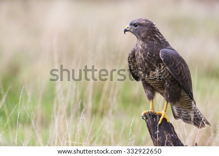 A wild buzzard sitting on an old tree branch in the countryside looking and hunting for prey. The Buzzard is a bird of prey in the Hawk and Eagle family.