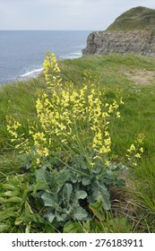 Wild Cabbage - Brassica oleracea, growing on Dorset sea cliffs. - Shutterstock ID 276183911