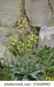 Wild Cabbage - Brassica oleracea, growing in Dorset Quarry - Shutterstock ID 276183983