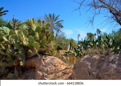 Wild Cacti At The Beach Of Djerba