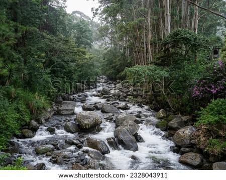 Wild Caldera River flowing freely among lush vegetation of pristine rainforest. A breathtaking natural setting with a mountain stream cascading over large rocks in the middle of Panamanian jungle.