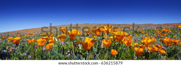 Wild California Poppies at Antelope Valley\
California Poppy Reserve