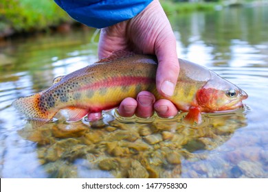 576 Golden Rainbow Trout Images, Stock Photos & Vectors | Shutterstock