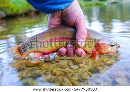Wild Californian golden trout caught in a remote high elevation lake in Idaho