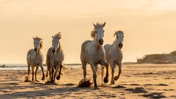 Wild Camargue Stallions Galloping In The Sunset On The Beach