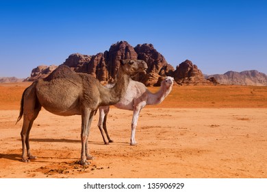 A Wild Camel Family In Wadi Rum Desert