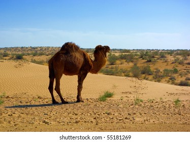 Wild Camel In The Karakum Desert