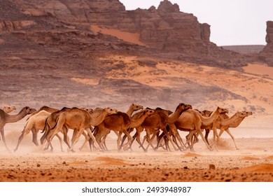 wild camel in sand desert. sahara, algeria