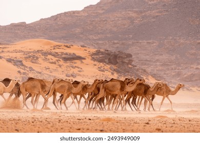 wild camel in sand desert. sahara, algeria - Powered by Shutterstock