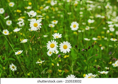 Wild camomile daisy flowers growing on green meadow - Powered by Shutterstock