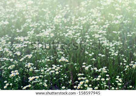 Wild camomile flowers growing on green foggy meadow, retro vintage  background