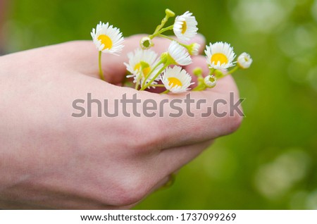 Wild camomiles in a hand on the nature