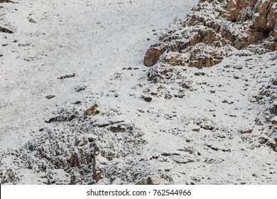 Snow Leopard Camouflage Images Stock Photos Vectors Shutterstock