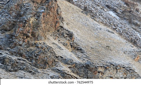 WILD Camouflaged Snow Leopard (Panthera Uncia) in Tibet resting on a mountain side
