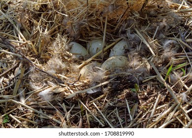 Wild Canada Geese Nest With Egg Laying