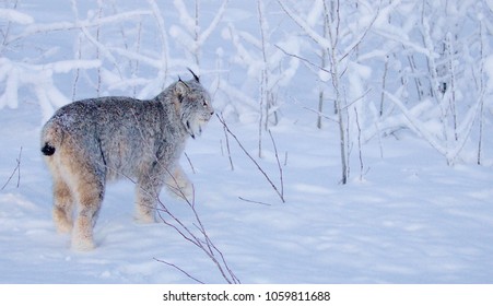 Wild Canada Lynx