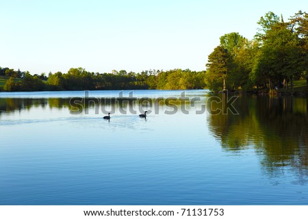 Wild canadian geese swimming in a pond