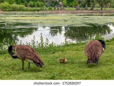 Wild Canadian Geese At Washington Park In Denver, Colorado.