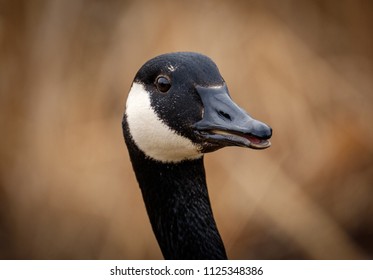 Wild Canadian goose 