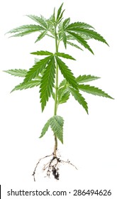 Wild Cannabis Plant. Isolated On A White Background.