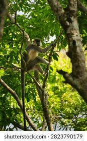 A wild Capped Langur (Trachypithecus pileatus) climbing through the forest canopy in Kaziranga National Park, Assam, India. The image captures the arboreal behaviour of this primate in its natural tropical forest habitat.