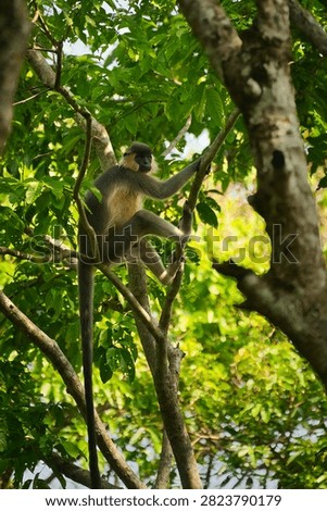 A wild Capped Langur (Trachypithecus pileatus) climbing through the forest canopy in Kaziranga National Park, Assam, India. The image captures the arboreal behaviour of this primate in its natural tropical forest habitat.