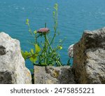 Wild carrot (Daucus carota) framed by a dry stone wall in Durlston Country Park near Swanage, Dorset, UK.