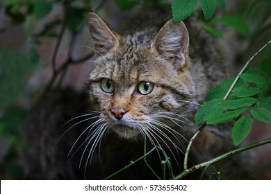 Wild Cat