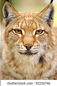 Wild Cat Hd Stock Images Shutterstock