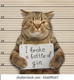 The wild cat broke a bottle of expensive gin. He was arrested for it.