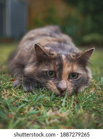 Wild Cat Close Up With Big Eyes Ready To Pounce