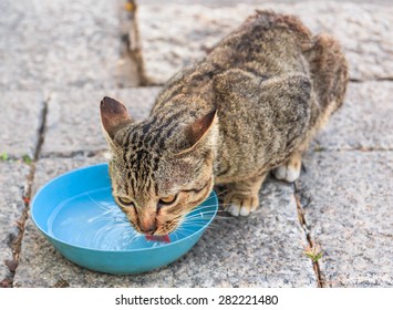 wild cat drink water in nature background