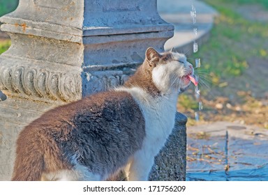 Wild Cat Drinking At The Fountain