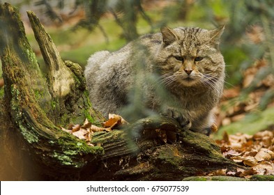 Wild Cat, Felis silvestris, Bavarian Forest National Park, Germany, predator in autumn forest, rare animal