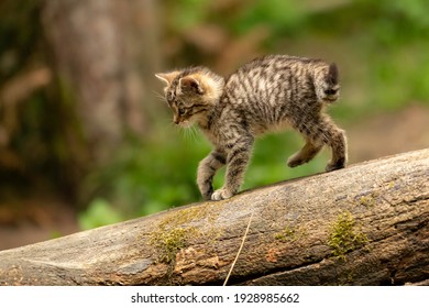 Wild Cat In The Forest