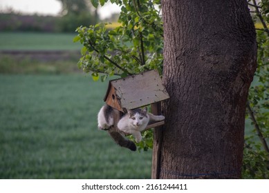 Wild Cat Hunting In Birds House