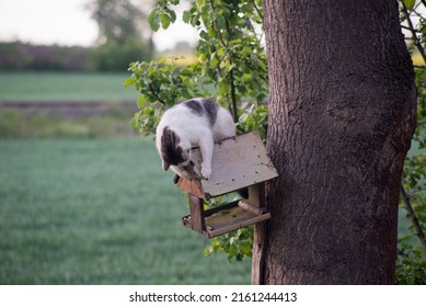 Wild Cat Hunting In Birds House