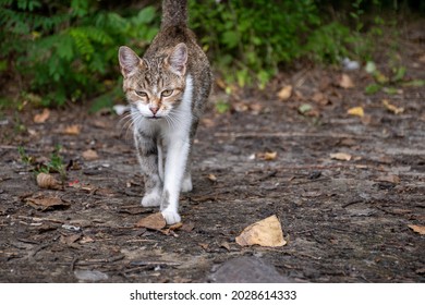 Wild Cat Hunting In The Forest